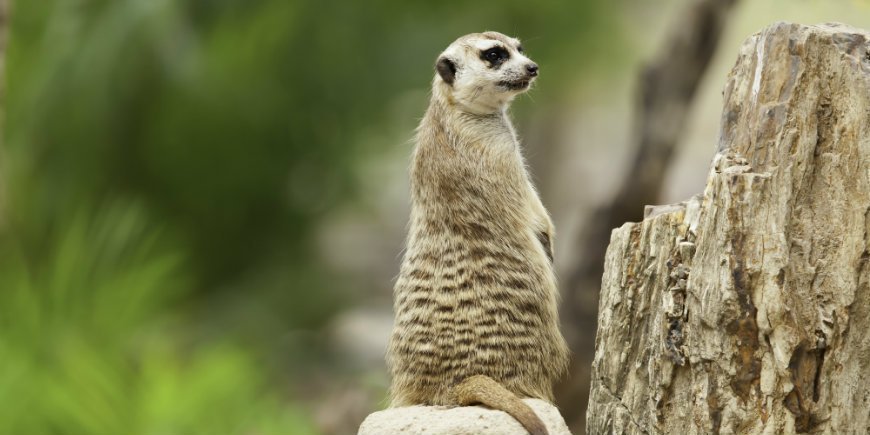 Erdmännchen