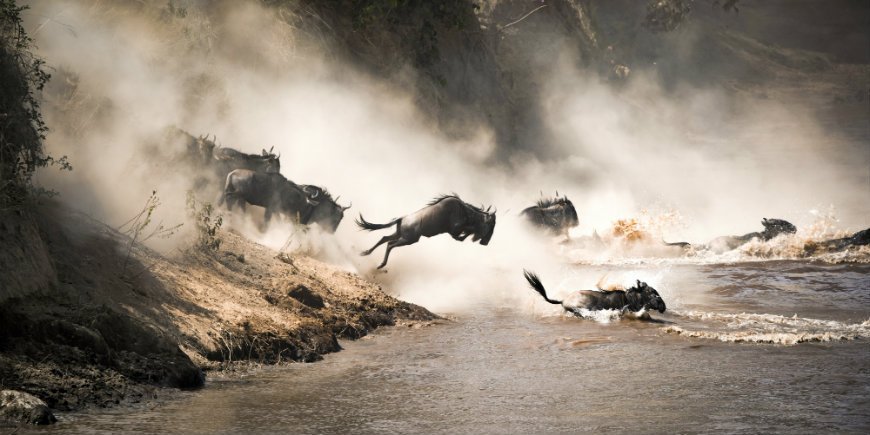 Gnus von Mara River