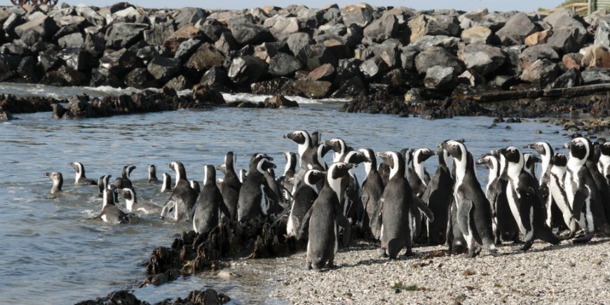 Pinguine