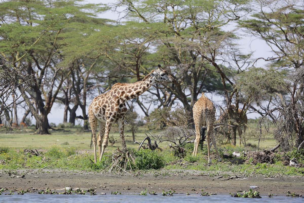Giraffen am Naivashasee