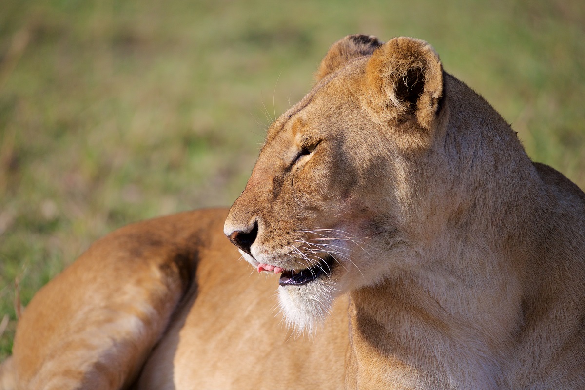 Löwe in Masai Mara