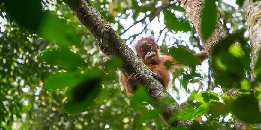 Der tropische Regenwald von Sumatra