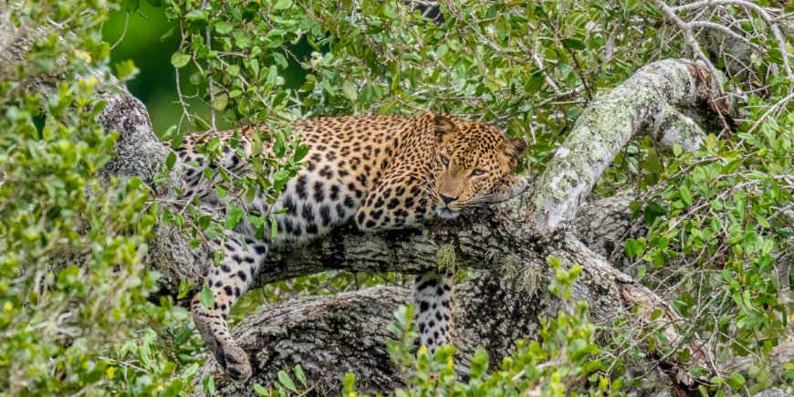 Yala-Nationalpark