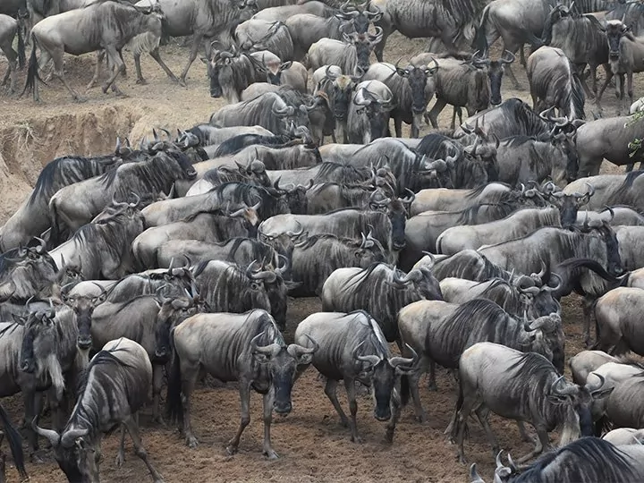 Safari in Kenia & Tansania