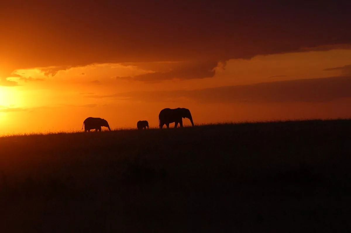 Elefanten im Sonnenuntergang in der Masai Mara