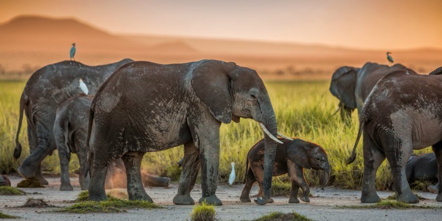 Elefanten im amboseli
