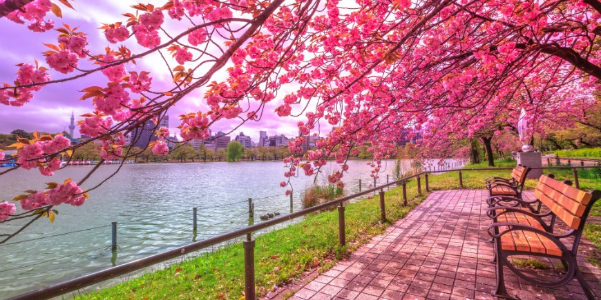 Frühling, Tokio