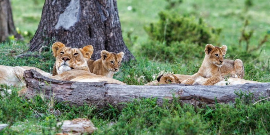 Masai Mara, Löwen