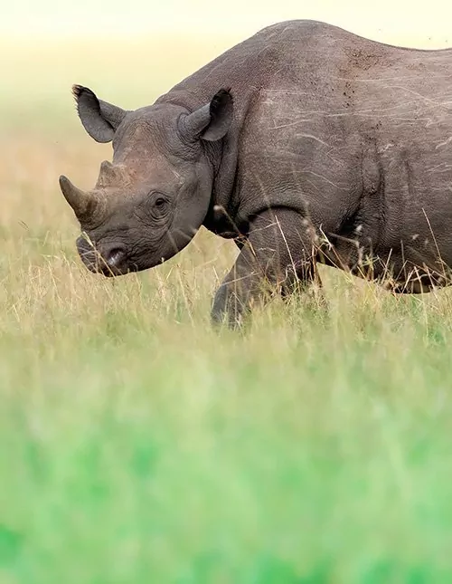 Safari in Kenia: Nashörner & Masai Mara