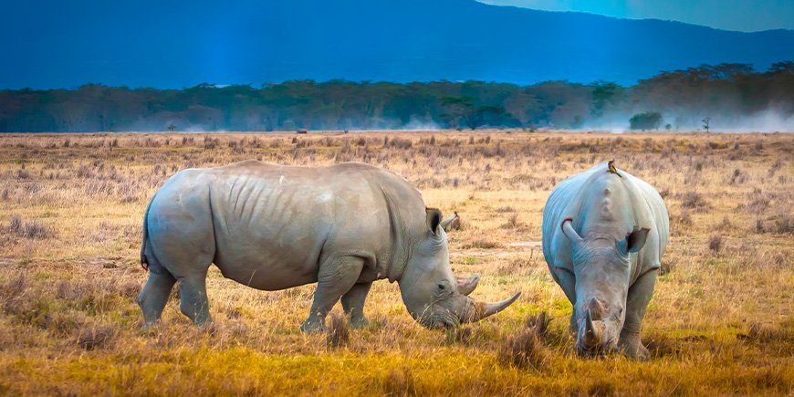 Zwei grasende Nashörner im Lake Nakuru National Park in Kenia.