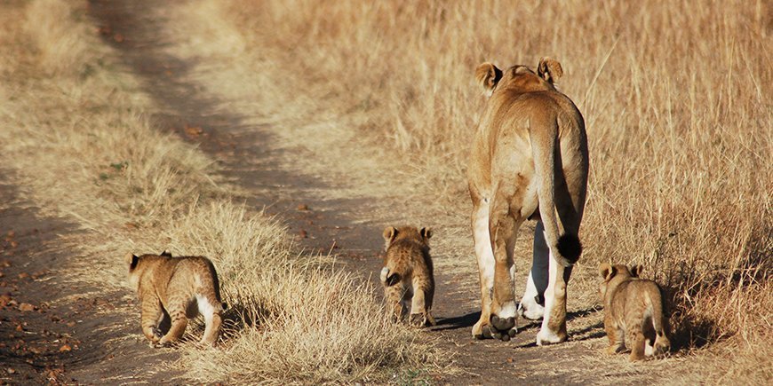Masai Mara Löwen