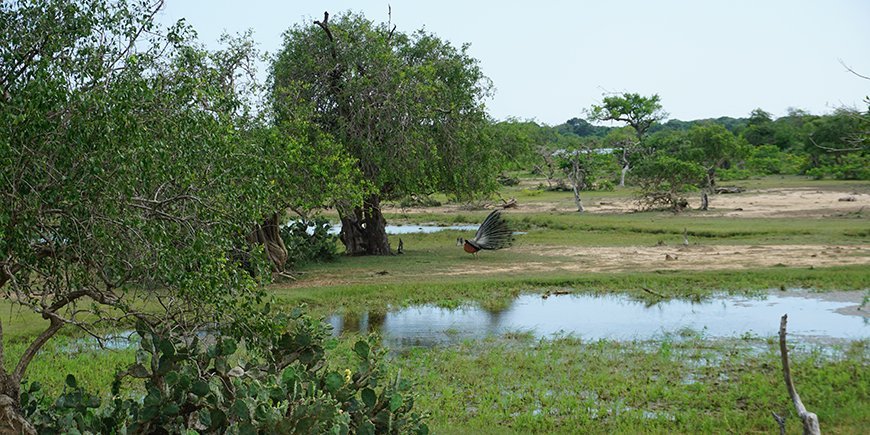 Pfauen in Yala