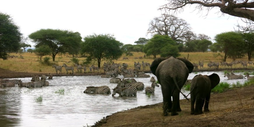 2 Tarangire tierreich