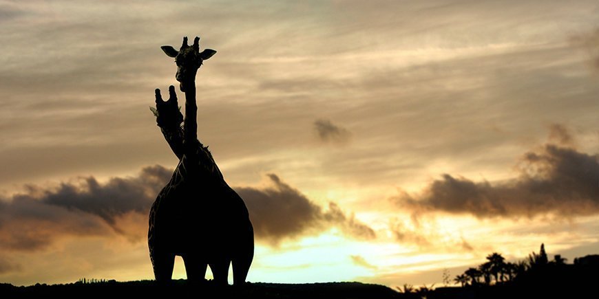 Giraffen bei Sonnenuntergang