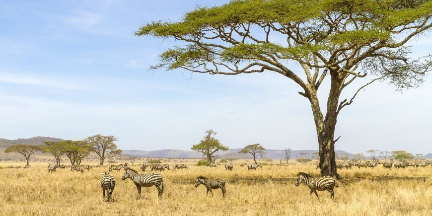 Serengeti Nationalpark Tansania