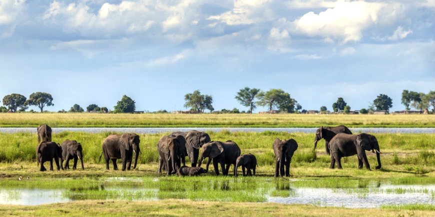 Elefanten im Chobe