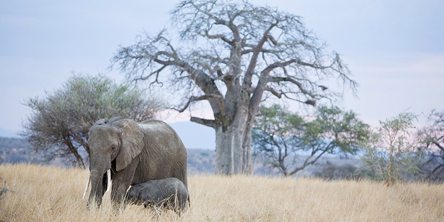 Elefanten im Tarangire