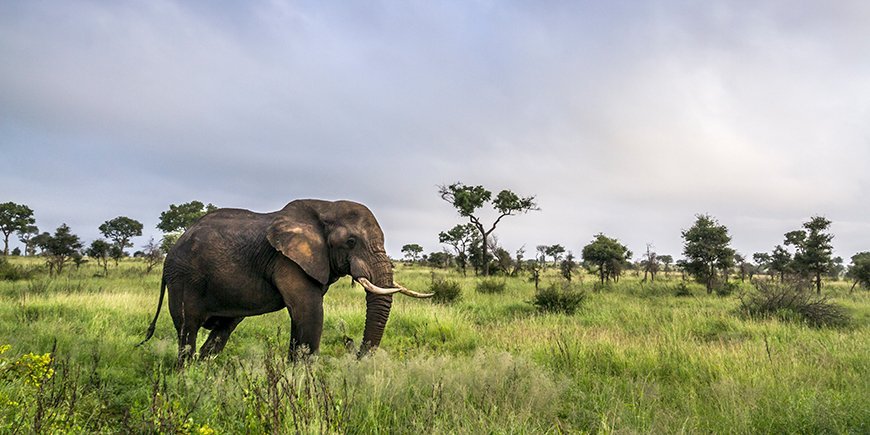 elefant im krüger