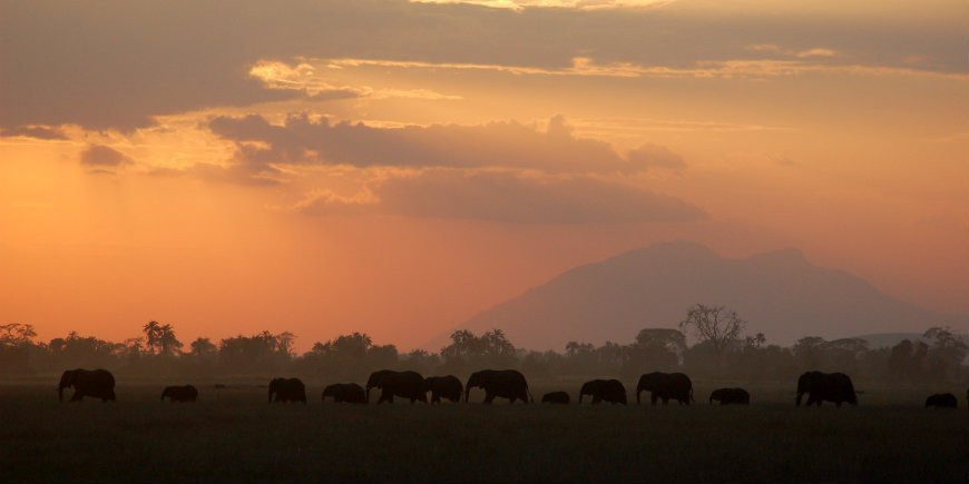 elefanten im Amboseli