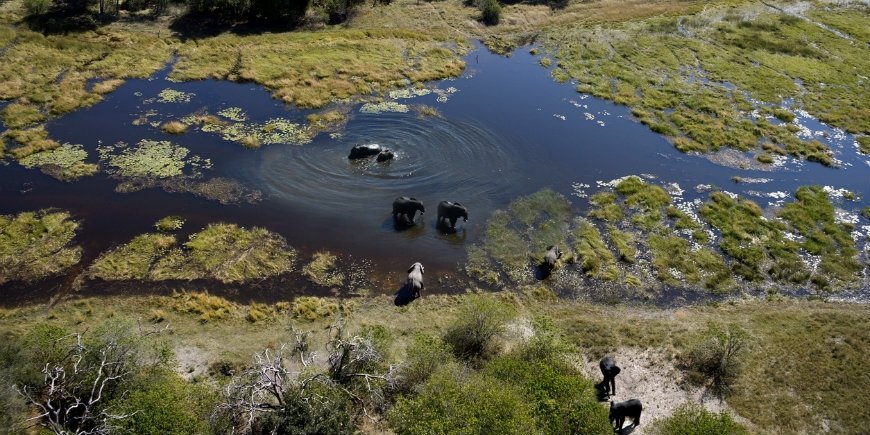 elefanten im das Okavangodelta