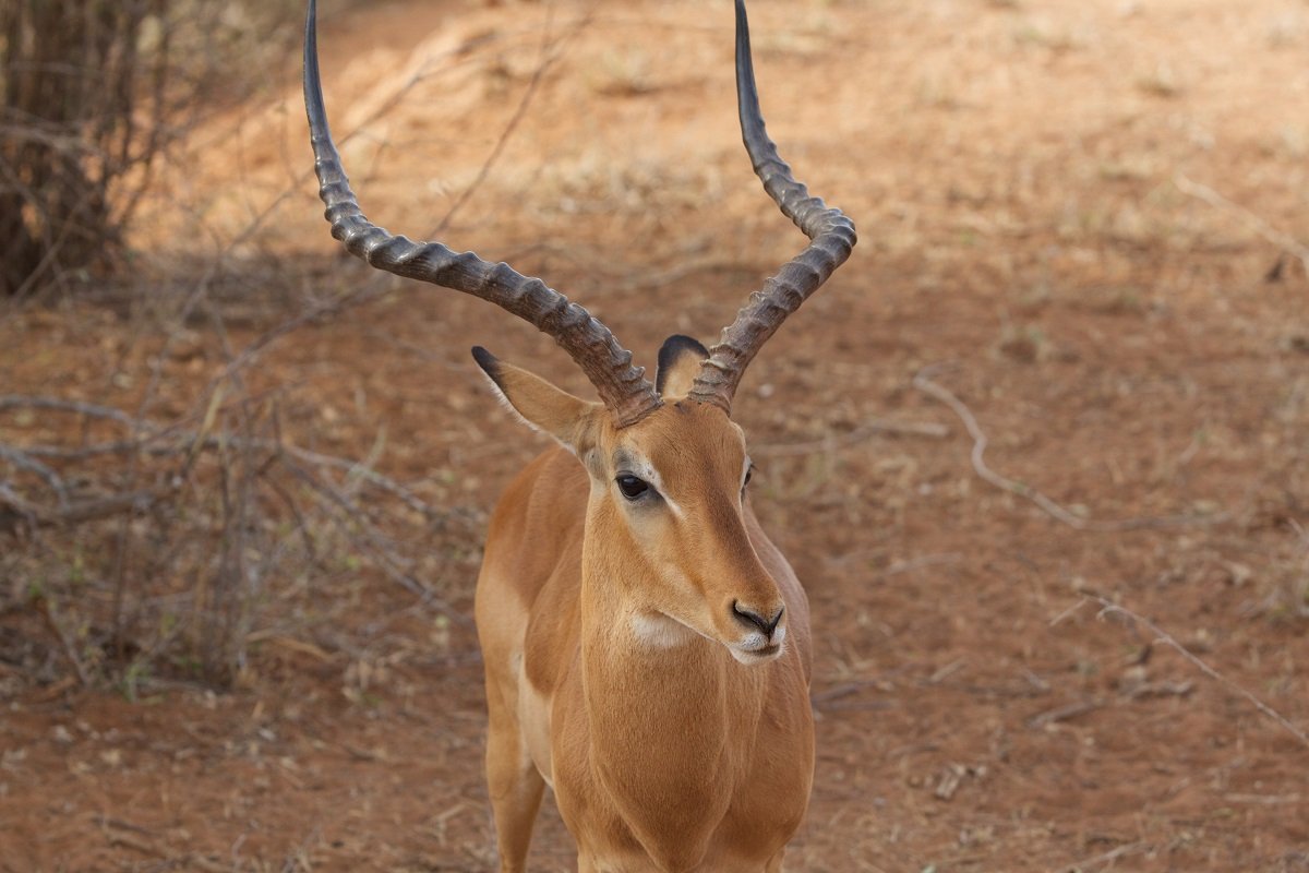 Impala im Samburu-Nationalpark
