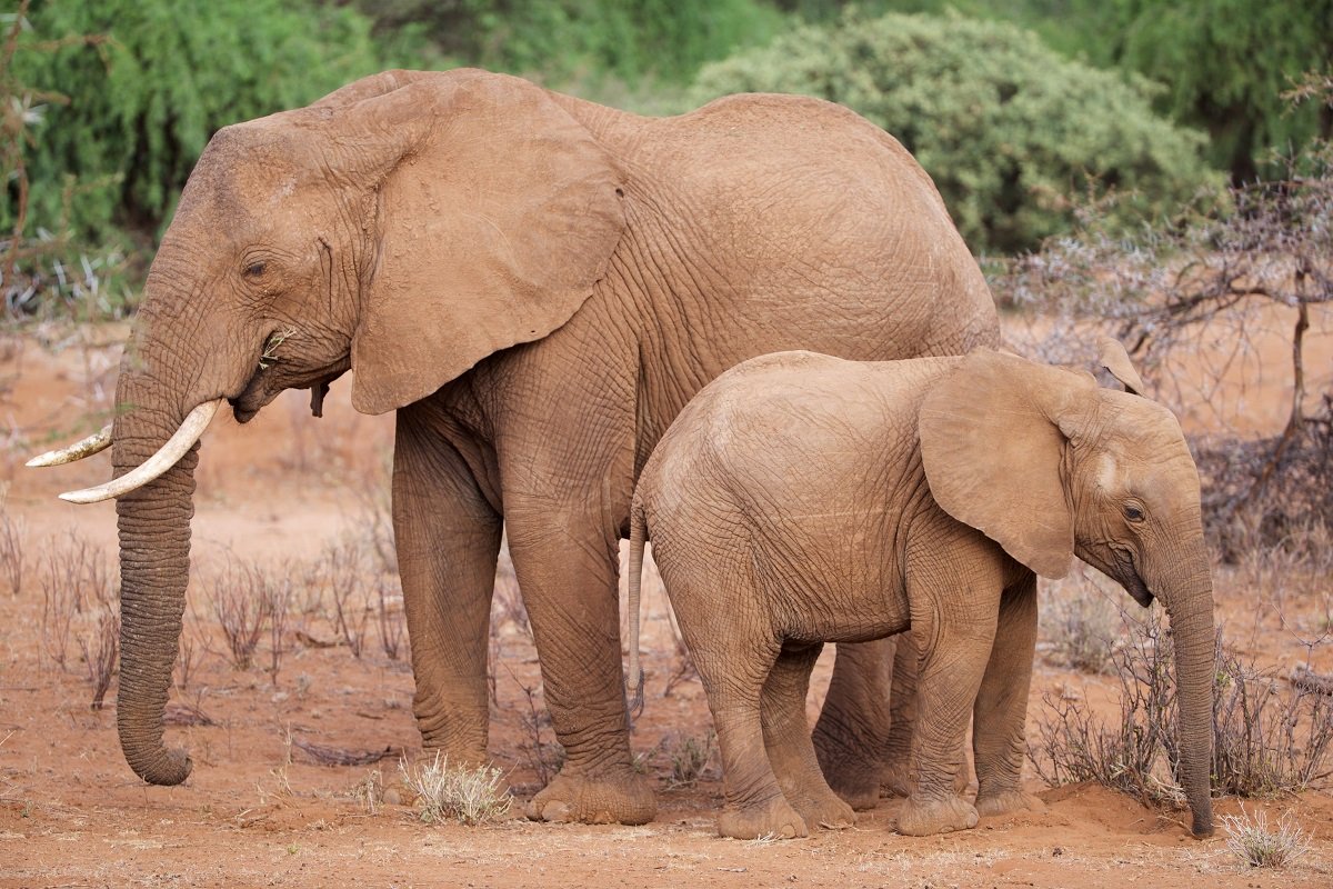 Elefantenmutter und Elefantenbaby im Samburu-Nationalpark