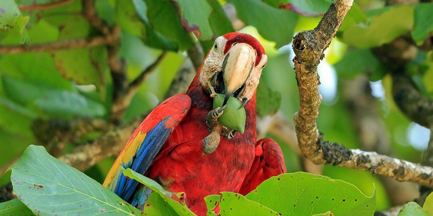 Scarlet Macaw