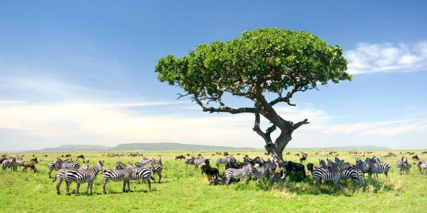 Serengeti Zebra