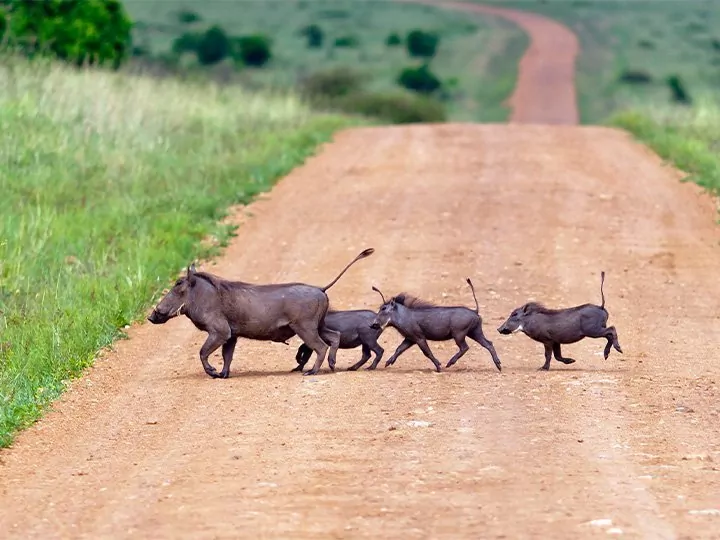 Hakuna Matata & Badeurlaub in Mombasa