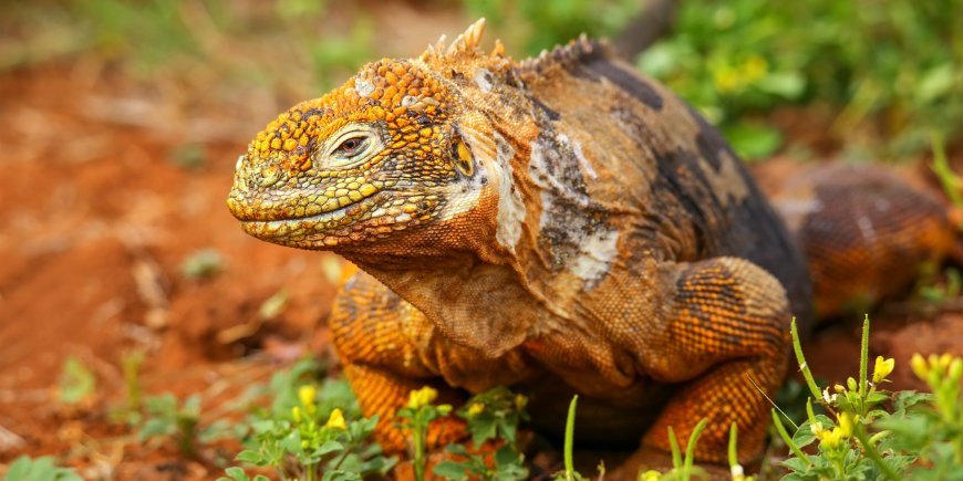 Der Landleguan Galapagos