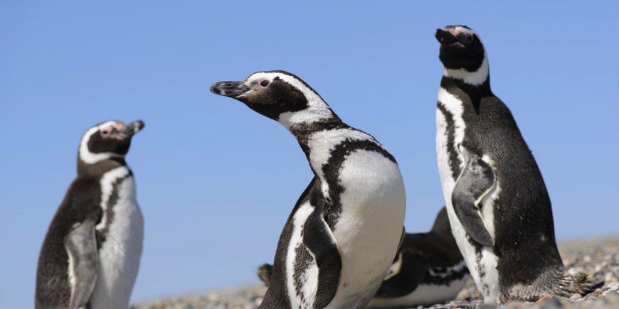 Der Pinguin Galapagos