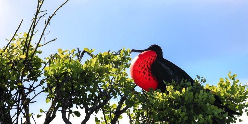 Die Fregattvögel Galapagos