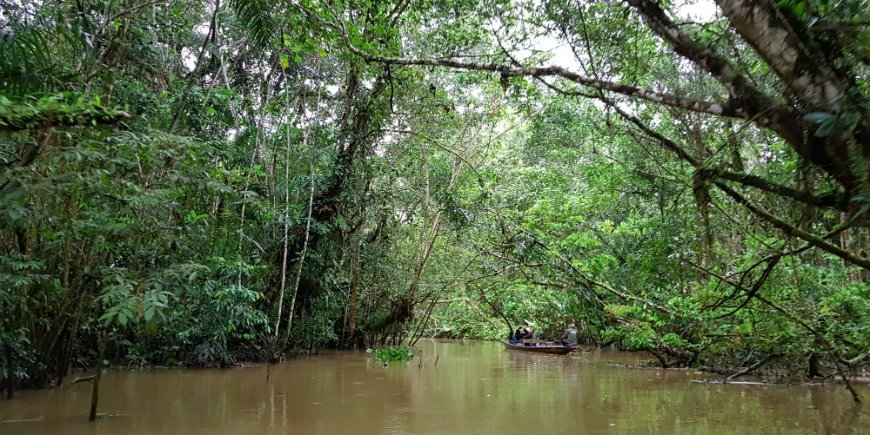 Amazonas