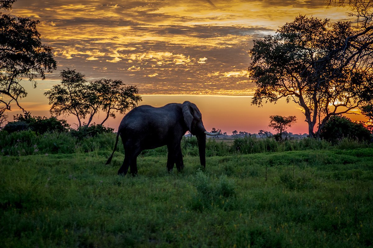 Elefant im Sonnenuntergang