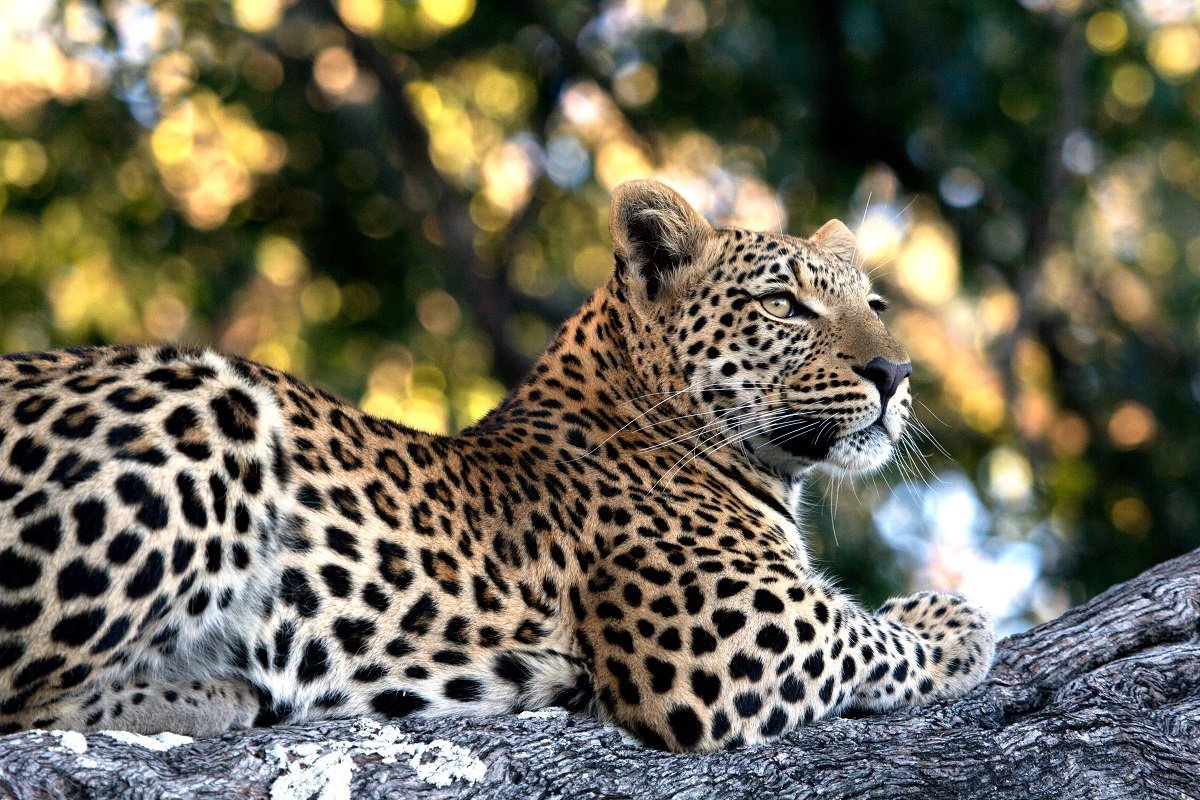 Leopard im Okavangodelta