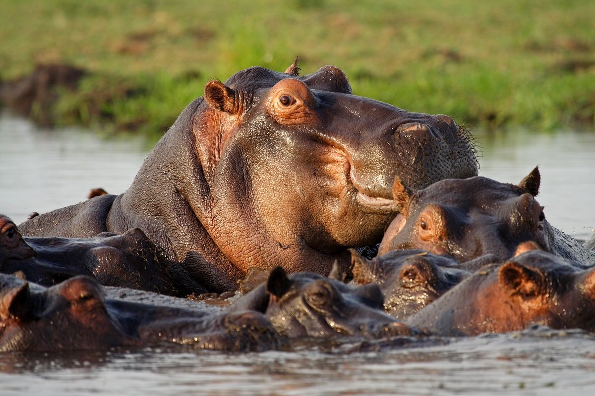 Flusspferde im Fluss Chobe