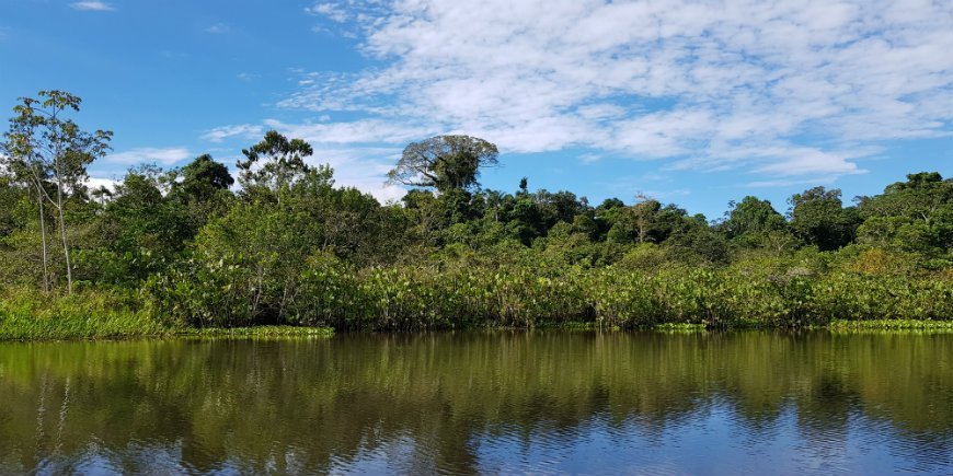 Fluss im Amazonas