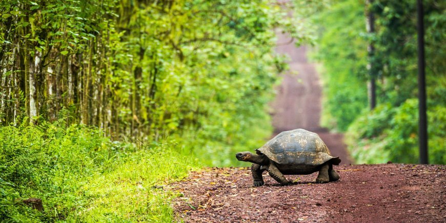 Die Galapagos-Schildkröte