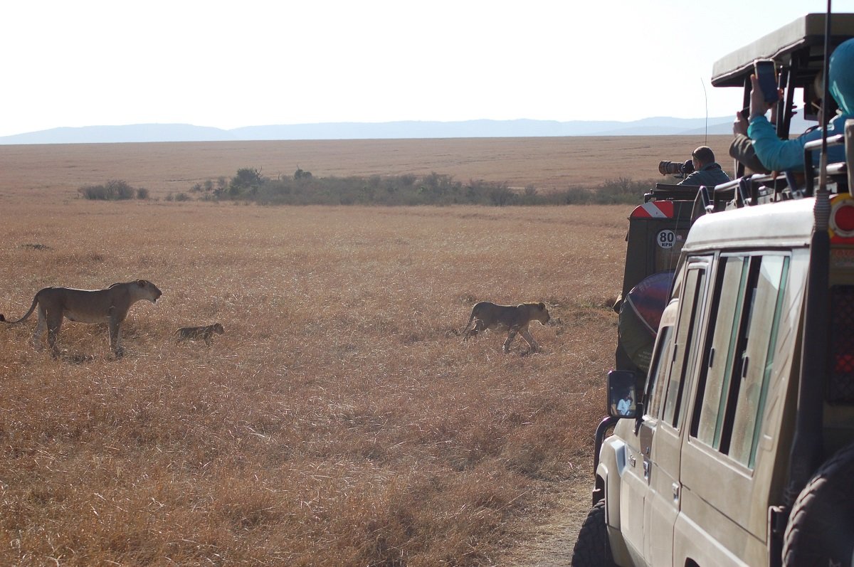 Game Drive in der Masai Mara