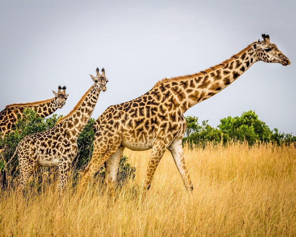 Giraffen in der Masai Mara