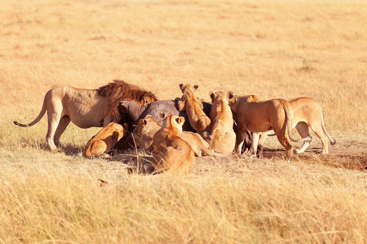 Löwen genießen ihre Mahlzeit in Masai Mara