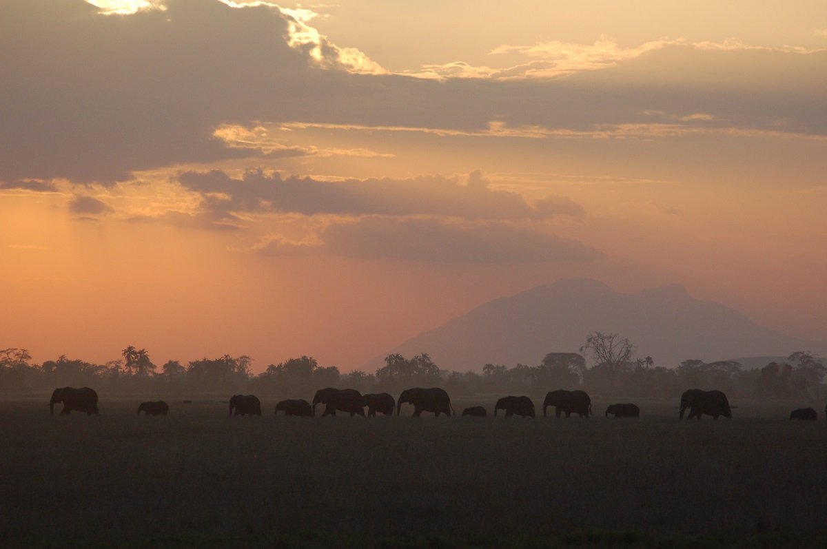 Elefanten im Amboseli-Nationalpark mit dem Kilimandscharo im Hintergrund