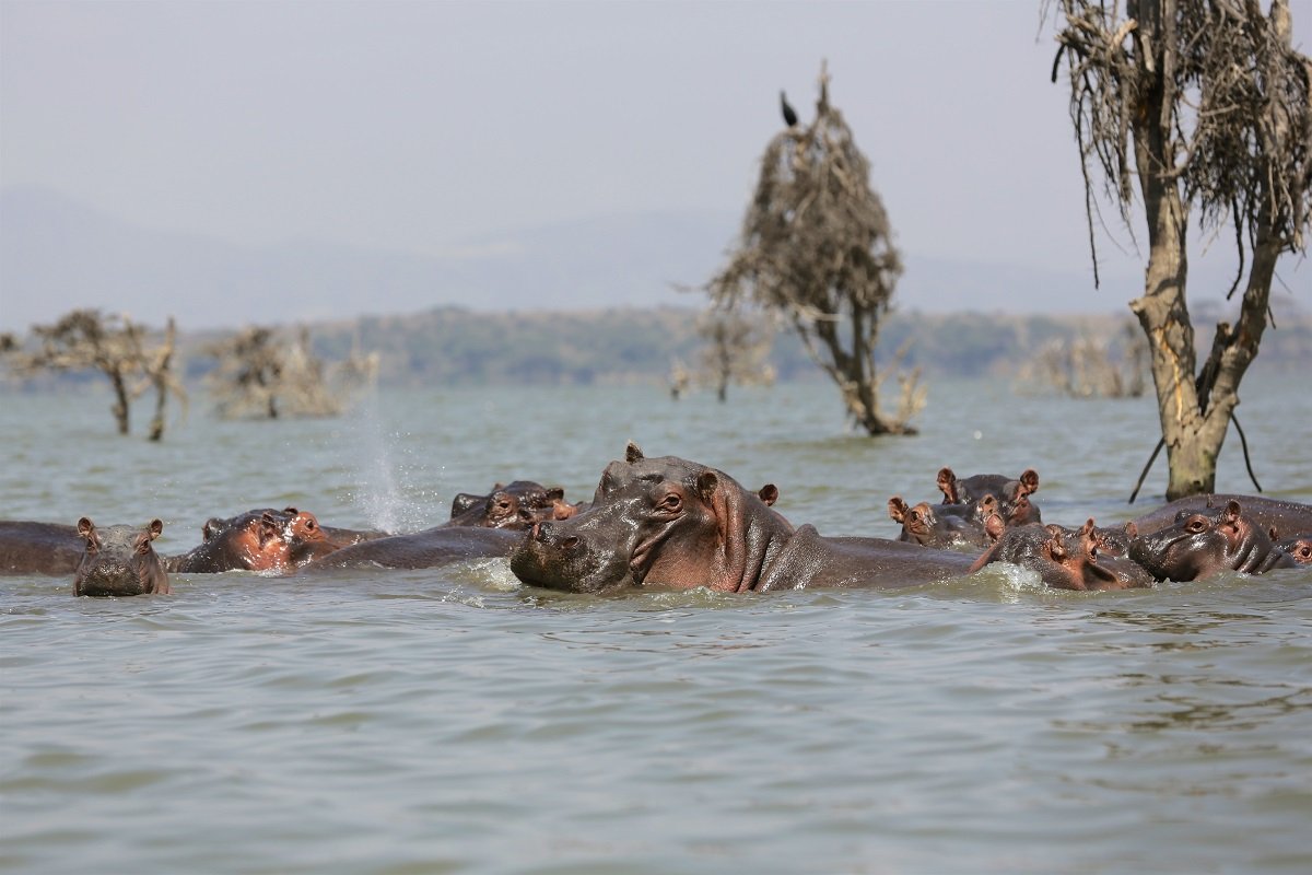 Flusspferde im Naivashasee