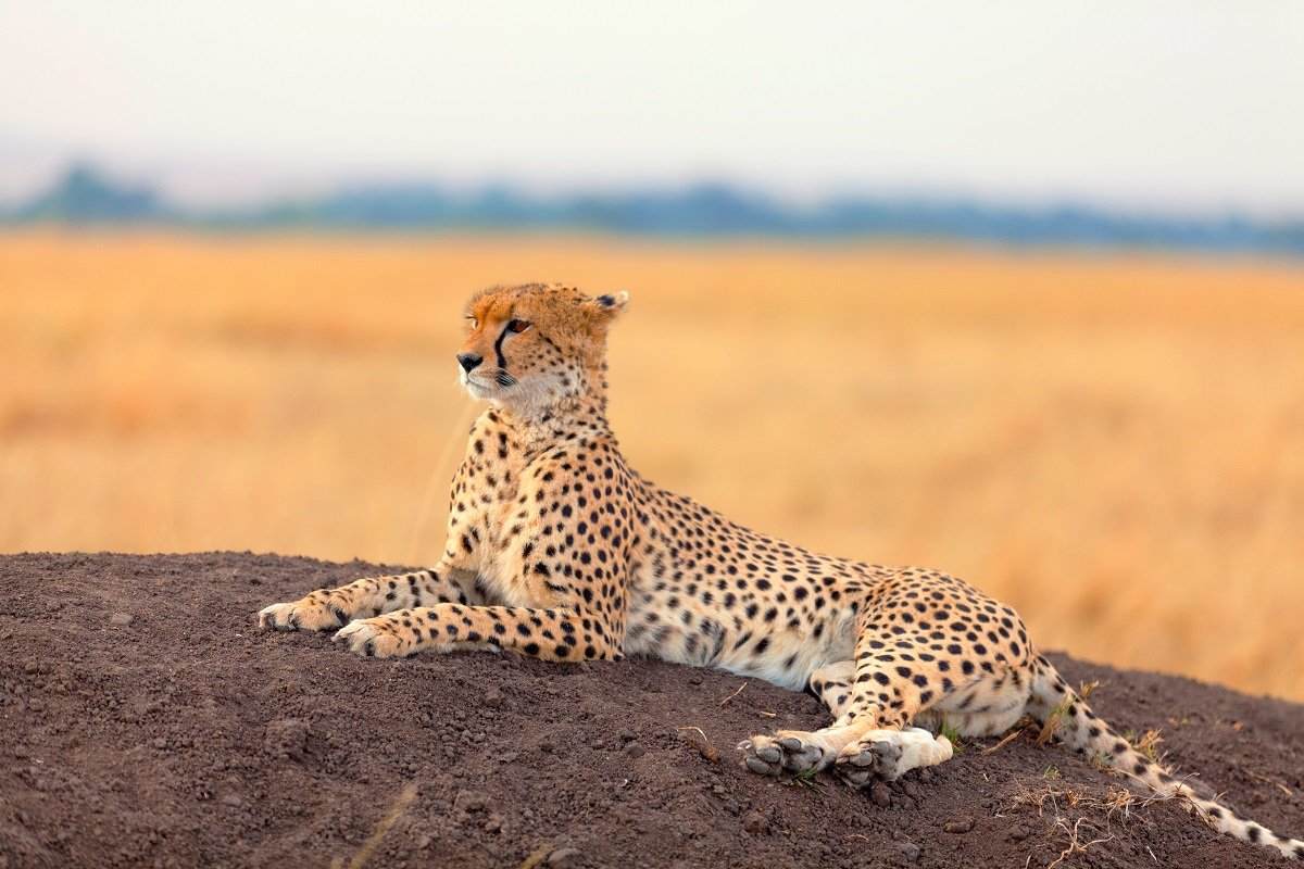Safari in der Masai Mara Game Reserve