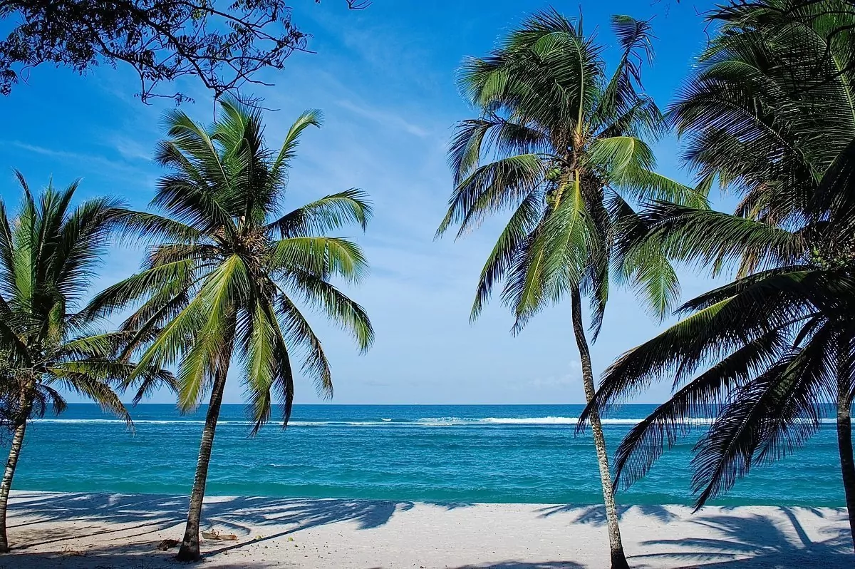 Palmen am Strand von Mombasa