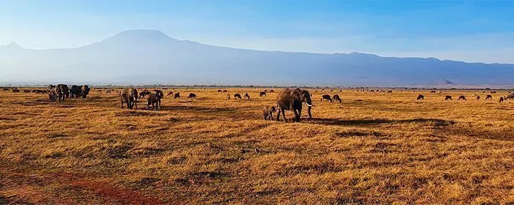Karibu Kenia Safari