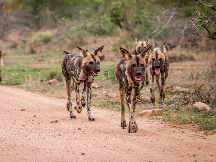 Safari im Krüger-Nationalpark