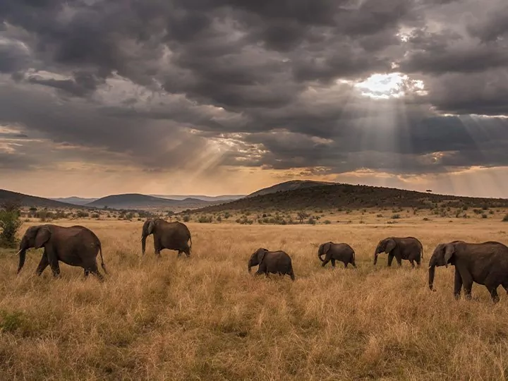 Masai Mara Safari