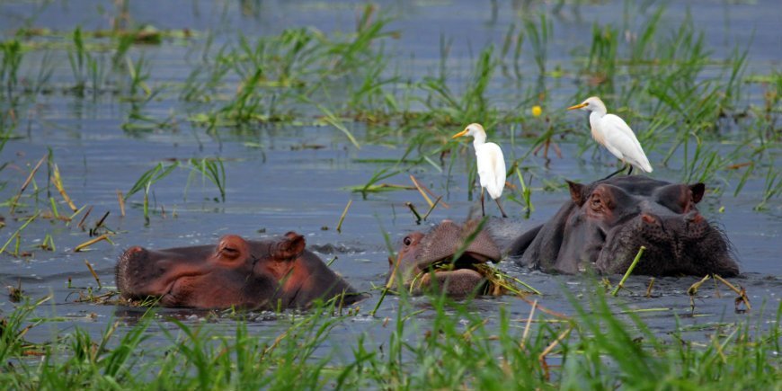 Nilpferd, Chobe