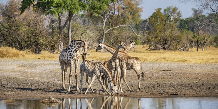 Wasserlochgiraffen, Botswana